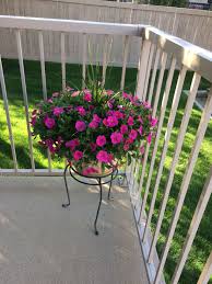 petunia pot 2020 shock wave petunia from canadian tire wave petunias petunias plants