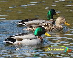 نتیجه جستجوی لغت [canard] در گوگل