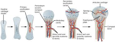 Also, they provide an environment for bone marrow, where the blood cells are created, and they act as a storage area for minerals, particularly calcium. Bone Biology 2e