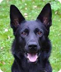 Roche's pedigree german shepherds is located within chicago illinois area. Pin On Melts Your Heart