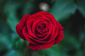 Blooms once around the middle of summer. Pleasant Smelling Flowers The Top 20 According To Experts
