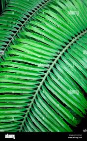 Image result for Encephalartos villosus