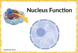 We did not find results for: Nucleus Function Rs Science