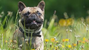 Such a sting can cause severe symptoms. My Dog Ate A Bee What Should I Do Barking Royalty