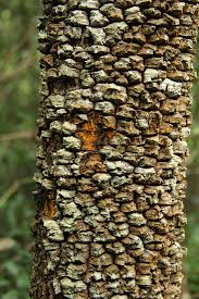 Image result for Brackenridgea