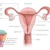 The bony pelvis & gender differences in pelvic anatomy. 1