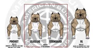 It is a compact to medium/large size dog with a muscular body and blocky head, powerful in its movement and should. What Height Are American Bully Pocket And Exotic Bully Bullymon American Bullies Australia