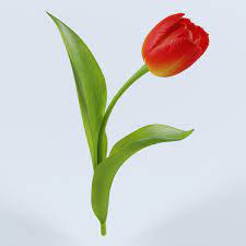 Tulip Flower Obj Tulips Flowers Tulips Flowers