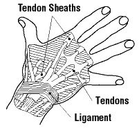 Ligaments connect one bone to another. Tendon Disorders Osh Answers