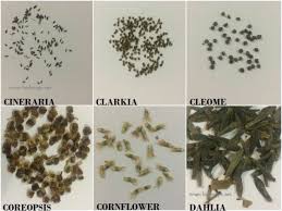 Flower Seed Identification Chart