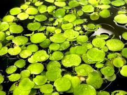 Image result for Limnobium laevigatum