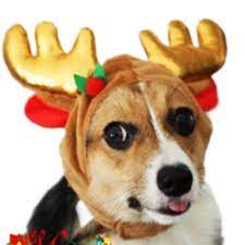 Gimilife New Christmas Pet Santa Reindeer Hat Costume For Small Medium Cats And Dogs Trust Me This Is Gr Dog Reindeer Antlers Pet Costumes Christmas Animals
