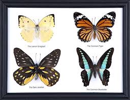 Some folks might say it's morbid, grotesque, and outdated to display dead animals on the walls of. Naturalhistorydirect Four Framed Butterflies Entomology Specimens Mounted Under Glass Home Decor Butterfly Taxidermy Wall Frame Ideal To Display Or As A Gift Size 9 5 X 8 5 Inches Buy Online