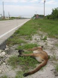 Maybe you would like to learn more about one of these? Florida Panthers Died At A Record Rate In 2014 National Parks Traveler