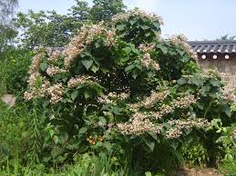 Image result for Clerodendrum melanocrater