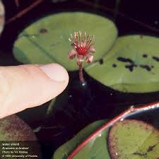 Image result for Brasenia