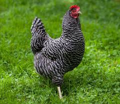 Wer Eine Huhnerrasse Sucht Die Kaum Aggressiv Ist Und Sich Leicht Zahmen Lasst Der Wird Mit Plymouth Rock Huhnern Fund Eierlegendes Huhn Huhner Rassen Huhner