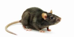 Bermacam cara untuk mengusir tikus dari terus bermaharajalela di kediaman kita. 7 Cara Paling Berkesan Menghalau Tikus Di Rumah Inforumahtangga