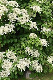 Free shipping on all orders over $199. Evergreen Climbing Hydrangea Info How To Grow Evergreen Hydrangea Vines