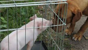 Little Pig Who Fell Off Truck Gets The Sweetest Welcome At Her New Home Animals Feral Cats Little Pigs