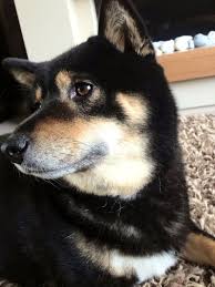 pin van nワゴン op shiba inu