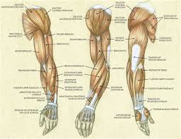 Arm muscles diagrams diagram link human muscle anatomy arm muscle anatomy arm muscular system diagram labeled for kids koibana info muscular system anatomy muscular. Arm Muscles Diagram Biceps And Triceps Tendon Rupture Core Em As A Fitness Professional And An Exam Candidate There Is No Way Of Getting Around The Fact That You