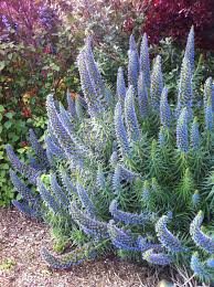 Image result for Echium