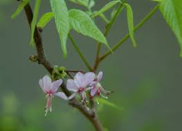 We did not find results for: Dirt Doctor Library Topics