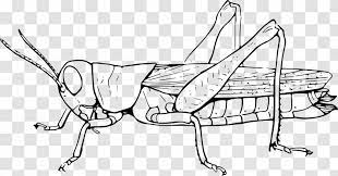 You can use these grasshopper clip arts for your website, blog, or share them on social networks. Insect The Ant And Grasshopper Locust Clip Art Transparent Png