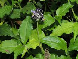 Image result for Aneilema