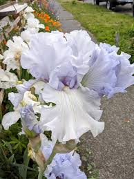 What insects are active in january and february to pollinate the flowers? I Have White Irises Along The Fence And Purple Irises Just In Front Of The House And I Guess They Cross Pollinated This One Is New Flowers
