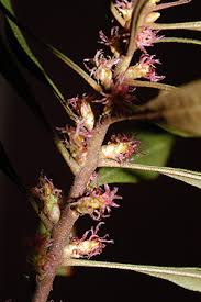 Image result for Micrargeriella