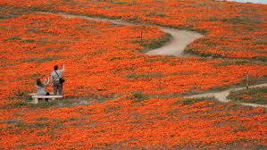 Louis armstrong performs with bandmates in vienna, austria, on february 22, 1959. Super Bloom Flower Lovers Land Helicopter On Protected Poppy Reserve