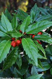 Image result for Aucuba