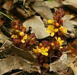 Image result for Buchnera leptostachya