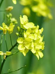 Image result for Brassica rapa