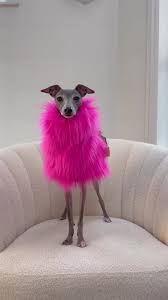 I might have monday brain but I definitely cancelled monday!!  #twiggythetroublemaker #cindythemilkdrop #italiangreyhound #iggy  #italiangreyhoundoftiktok #monday #cancelmonday