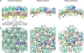 You must be logged in. Structures Of The Ca Region Determined From Immature And Mature Mlv Download Scientific Diagram