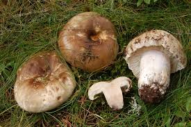 Image result for Nolletia arenosa