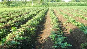 Tanah ideal untuk menanam ubi adalah: Cara Menanam Ubi Jalar Dengan 16 Langkah Panduan Lengkap