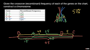How To Create A Chromosome Map From Crossover Frequencies - Youtube