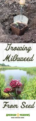 How To Grow And Germinate Milkweed Butterfly Garden Plants Hummingbird Garden Butterfly Plants