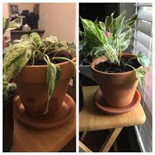 Discover great prices, special offers & best customer service. Found This Beautiful Marble Queen Pothos On A Bottom Shelf Forgotten At Home Depot Cashier Said She Was Dead And I Would Be Wasting My Time Trying To Revive Her Picture On