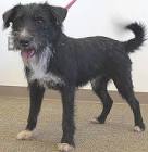 20 Schnauzer Mixed Breeds: Bearded Four-Legged Buddies!