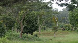 Don't be afraid to break up the roots of a pot plant tree or plant to free them of their circular growth pattern. Where Does Ecosia Plant Trees Ecosia S Faq