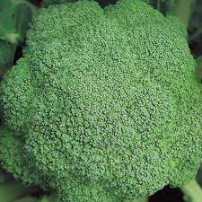 Maybe you would like to learn more about one of these? How To Plant And Grow Broccoli Gardener S Path