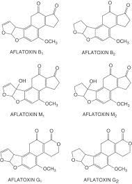 Chapter 12 Mycotoxins Sciencedirect