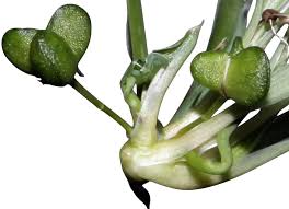 Image result for Chlorophytum pauper