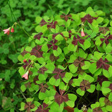 Image result for Oxalis tetraphylla