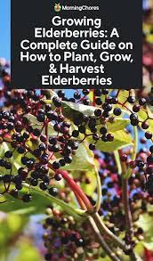 Growing Elderberries A Complete Guide On How To Plant Grow Harvest Elderberries Elderberry Growing Elderberry Plant Home Vegetable Garden